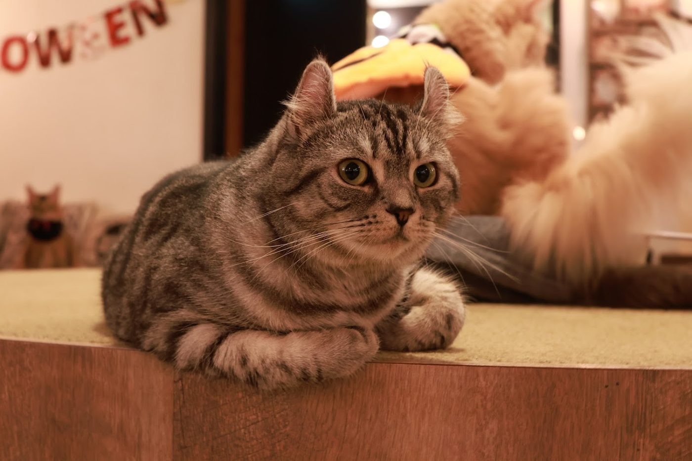 Cat Cafe Mocha Lounge Ikebukkuro East Store