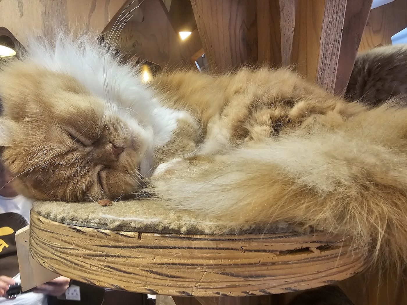 Cat Cafe Mocha Lounge Ikebukkuro East Store
