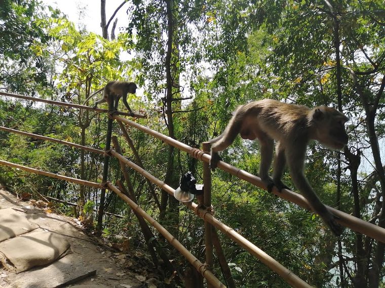 Monkey Trail, Ao Nang