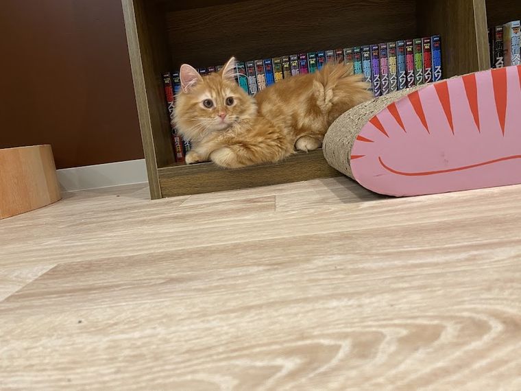 BAKENEKO CAFE 化猫茶屋