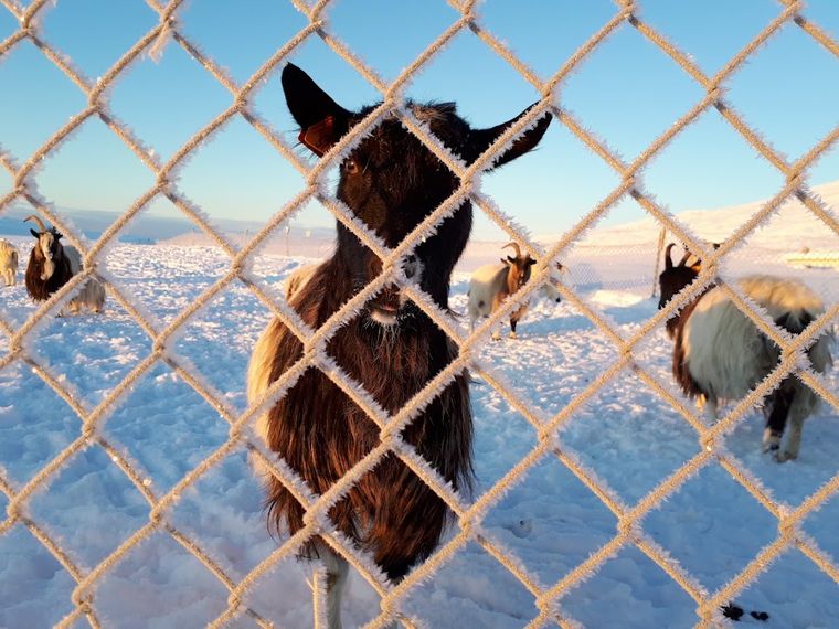 Háafell - Goat Farm