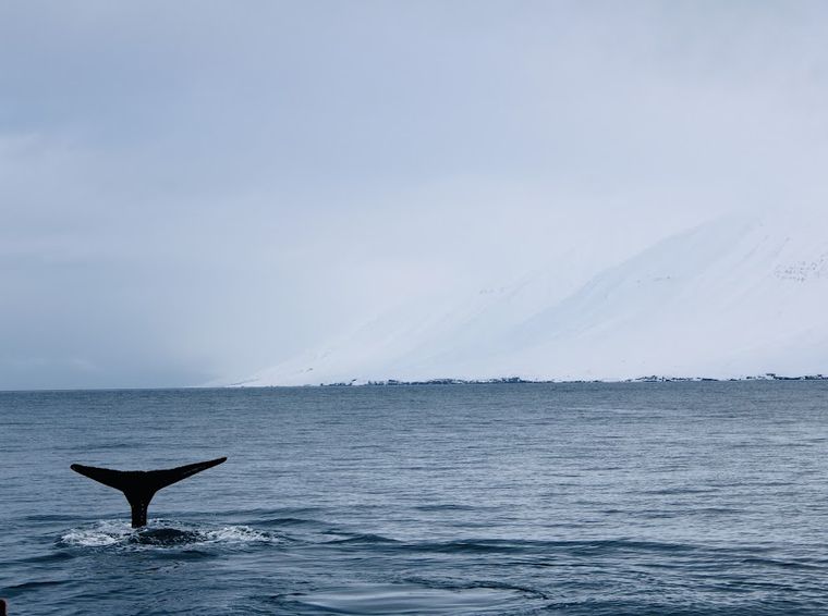 Whale Watching Hauganes