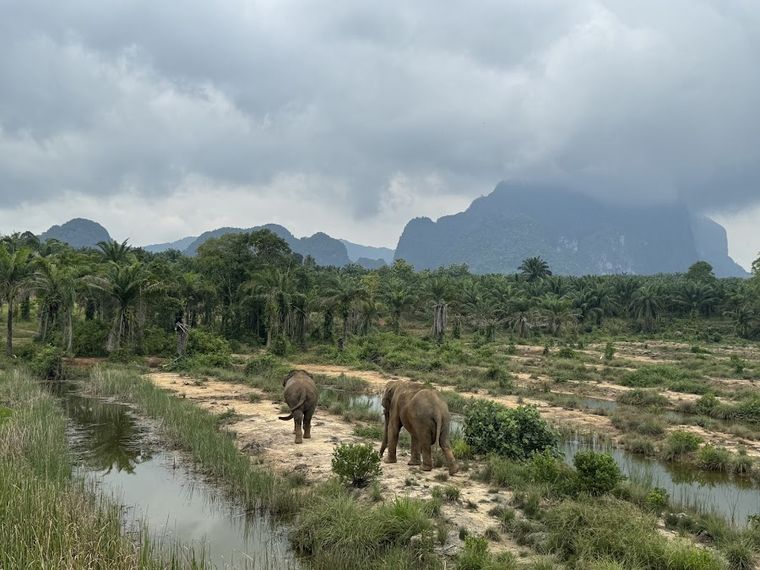 Following Giants Krabi / Ao Nang Ethical Elephant Sanctuary