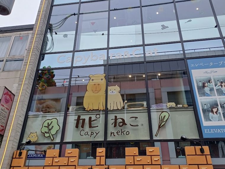 Capyneko Harajuku | Capybara & Cat