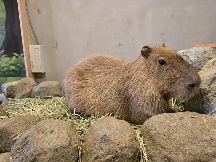 capybaraonsen moffu tokyo
