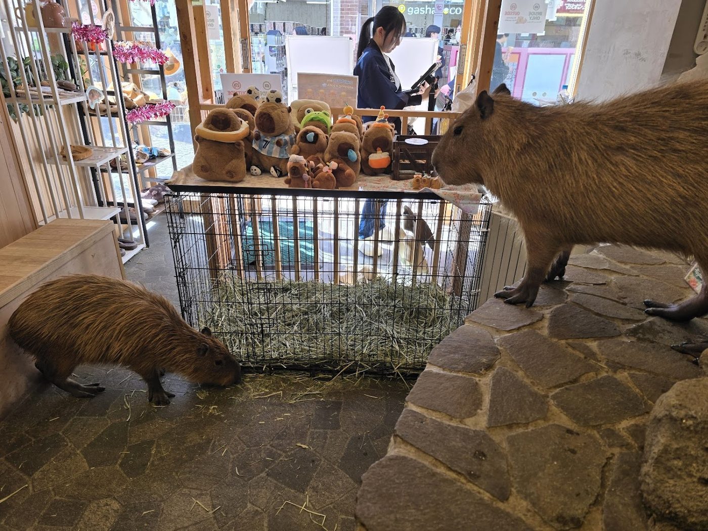 capybaraonsen moffu tokyo