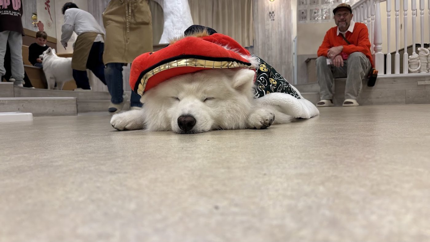 Samoyed Cafe moffu harajuku / Samoyed Lounge moffu