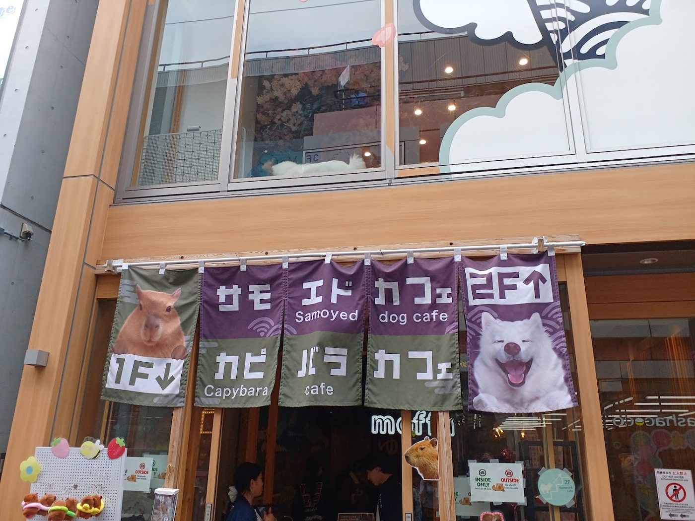 Samoyed Cafe moffu harajuku / Samoyed Lounge moffu