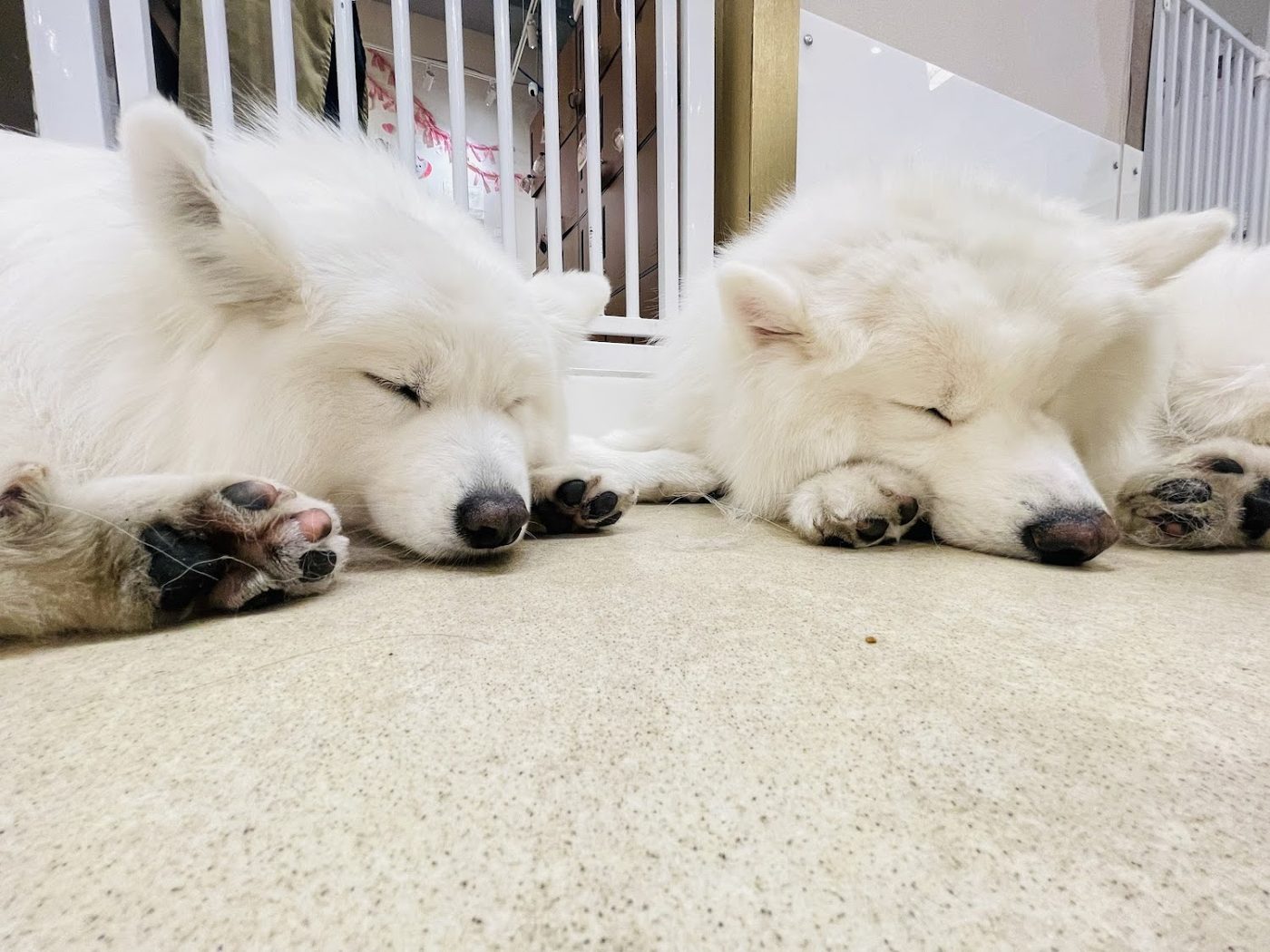 Samoyed Cafe moffu harajuku / Samoyed Lounge moffu
