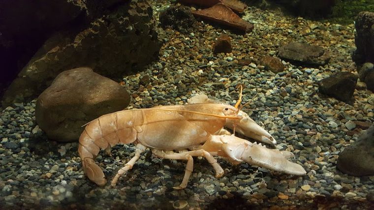 Galway Atlantaquaria