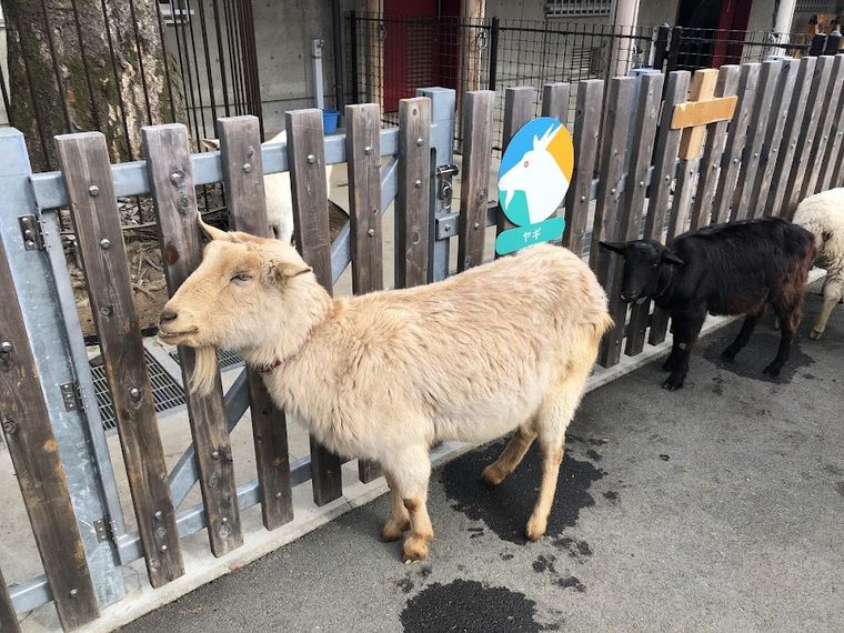 Itabashi Children’s Zoo