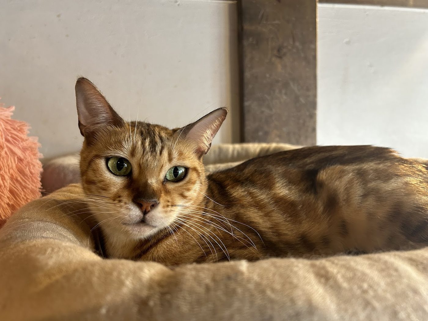 ANELLA CAFE (Dog Cafe & Cat Cafe)