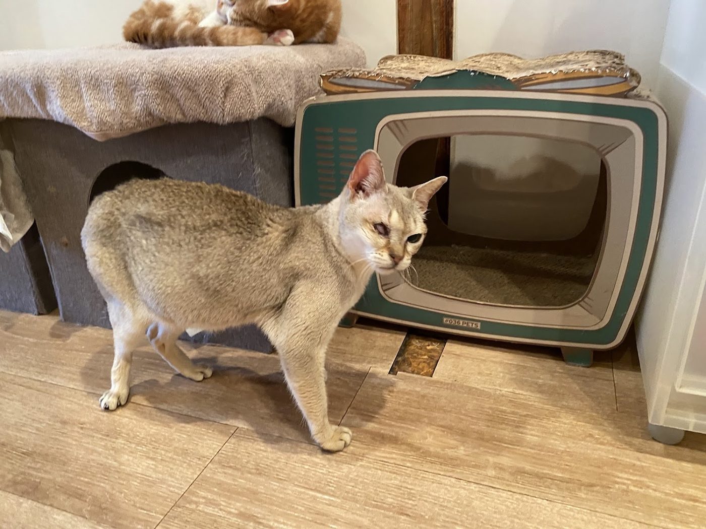 ANELLA CAFE (Dog Cafe & Cat Cafe)