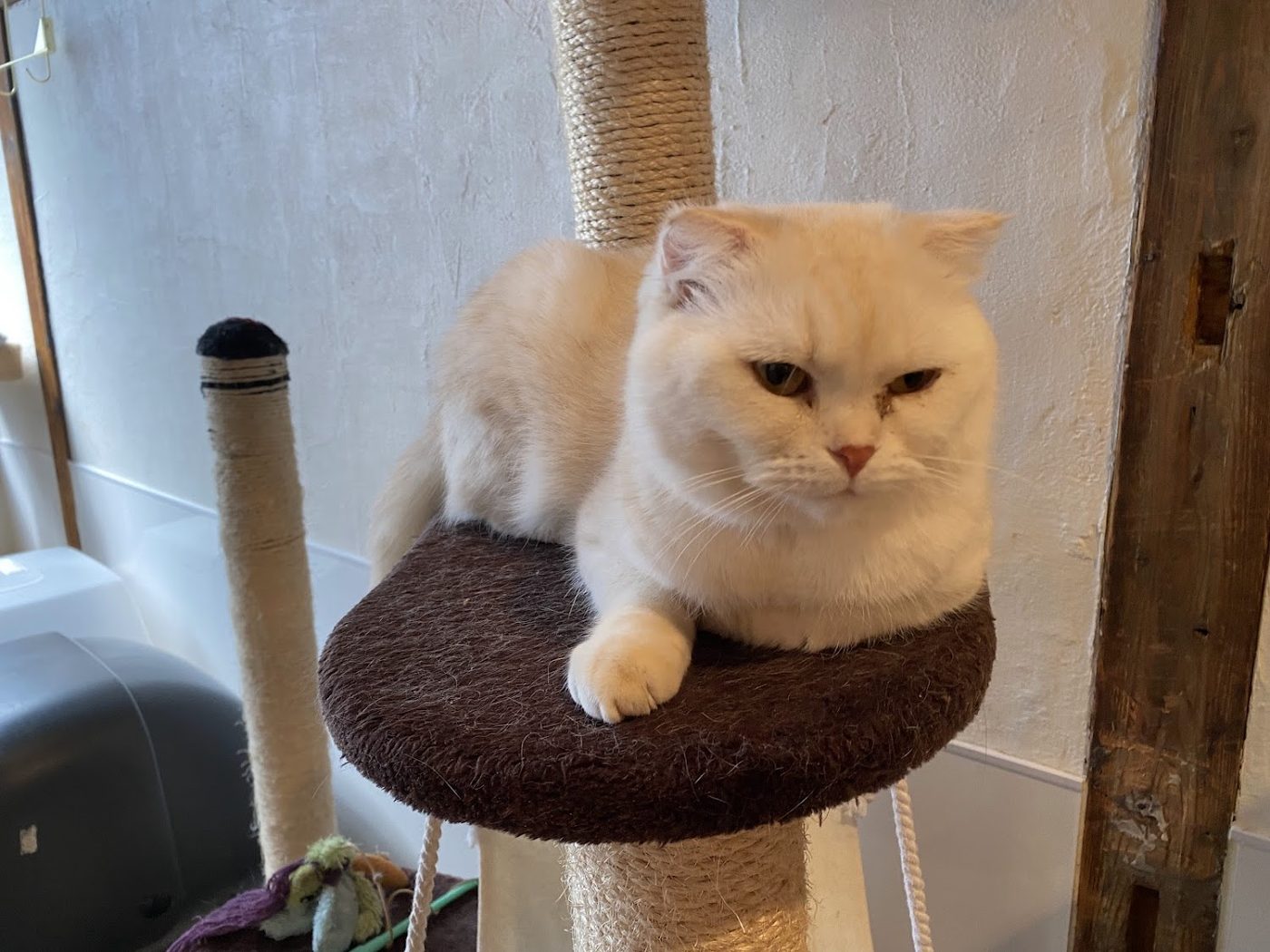 ANELLA CAFE (Dog Cafe & Cat Cafe)