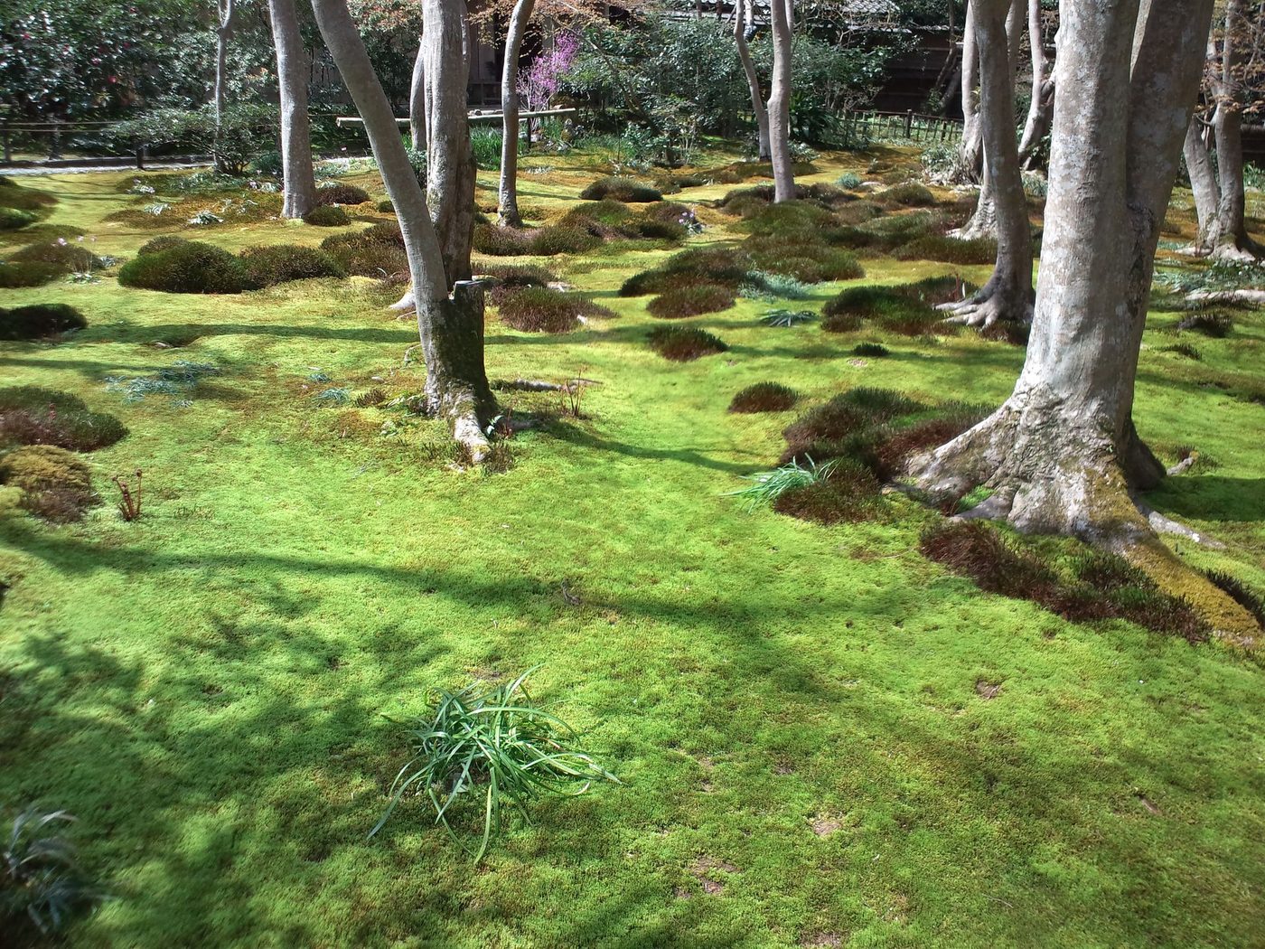 Gio-ji Moss Temple