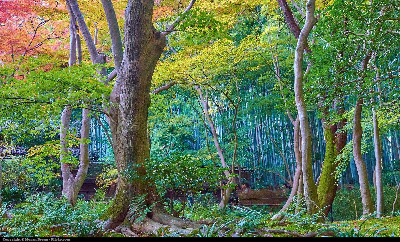 Gio-ji Moss Temple