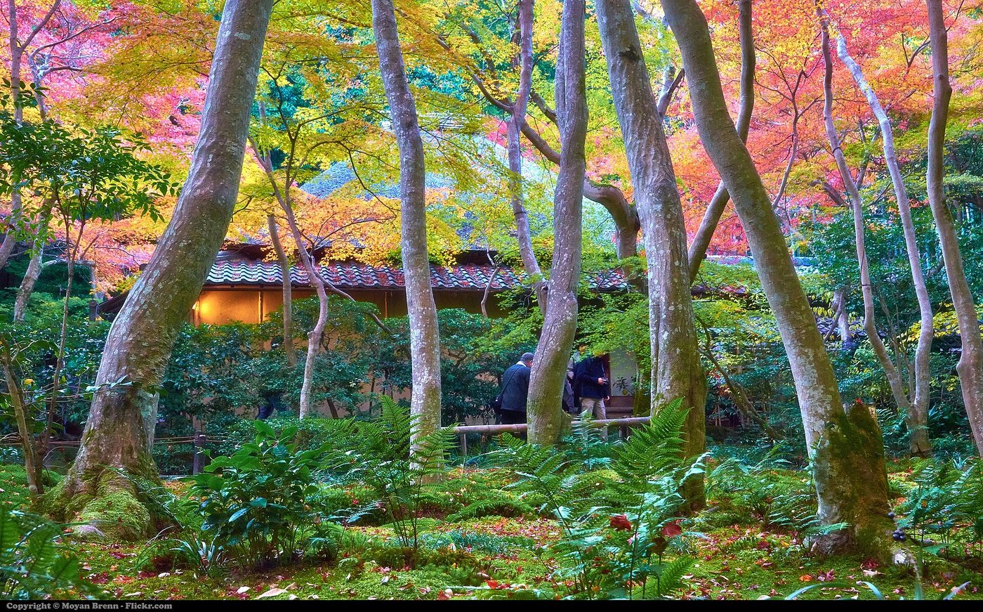 Gio-ji Moss Temple
