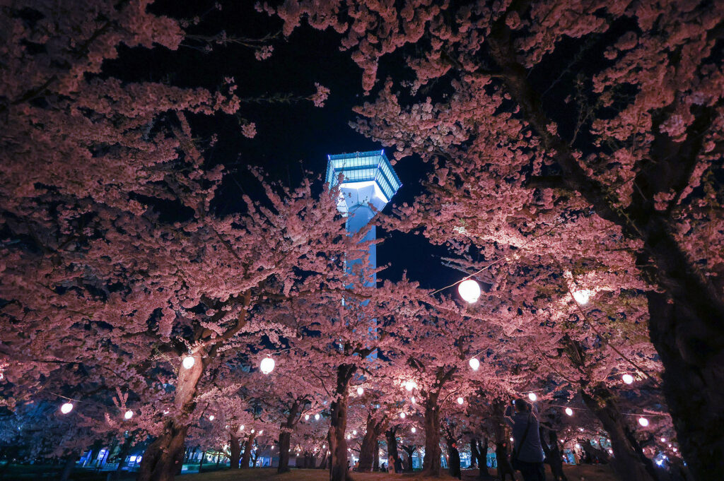 Goryokaku Sakura Night Illumination