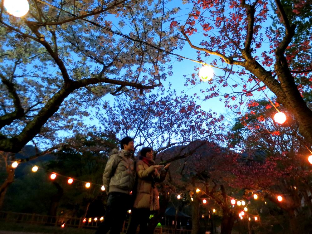 Goryokaku Sakura Night Illumination