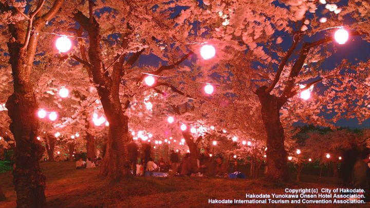 Goryokaku Sakura Night Illumination