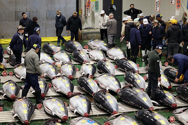 Hakodate Fish Market Tuna Auction