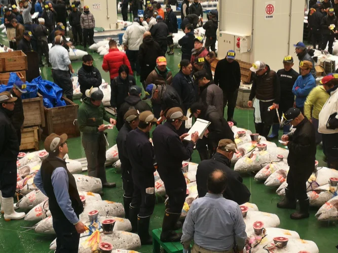 Hakodate Fish Market Tuna Auction