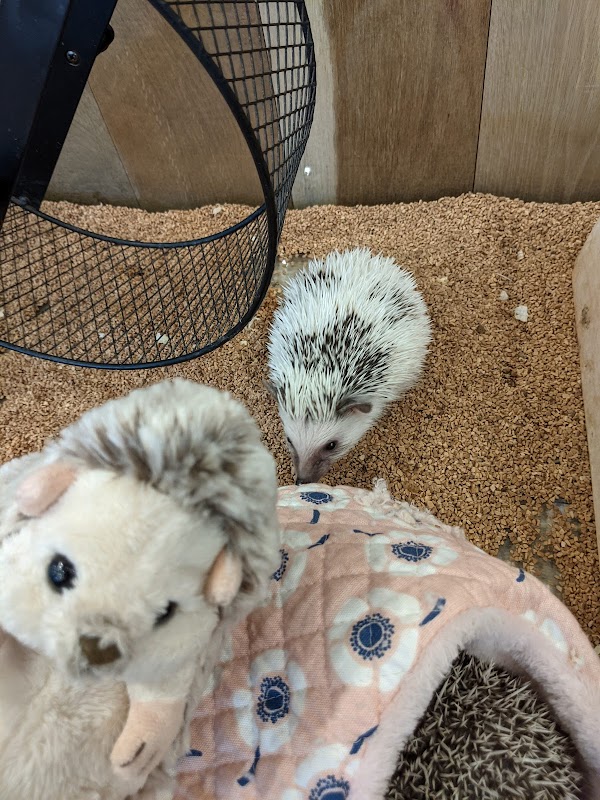 HARRY Hedgehog Cafe Roppongi