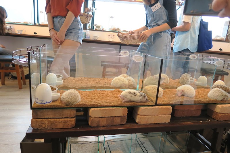 HARRY Hedgehog Cafe Roppongi