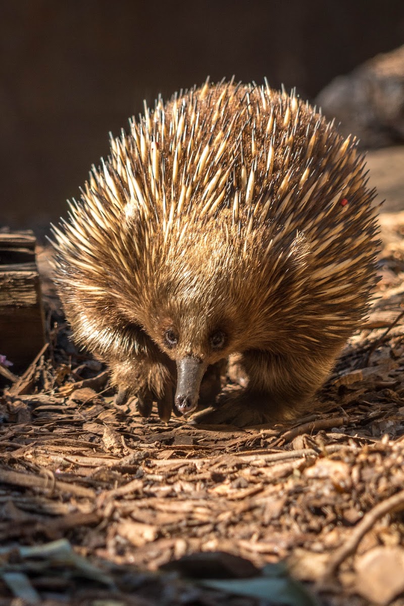 Healesville Sanctuary
