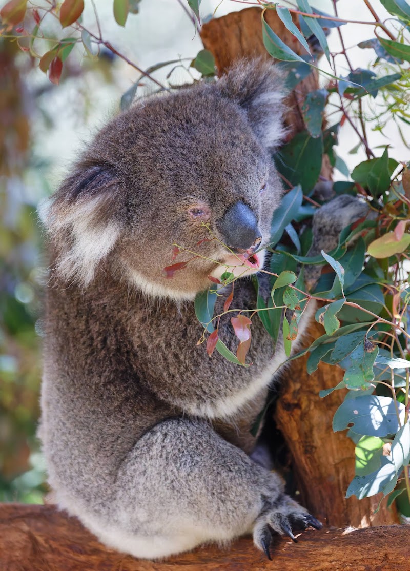 Healesville Sanctuary
