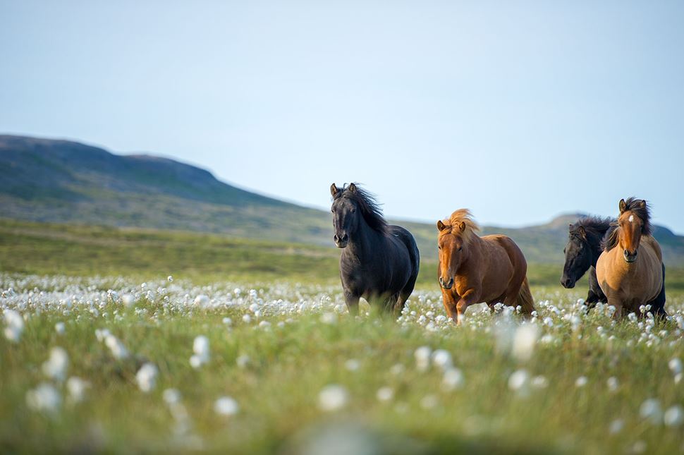 Hella Horse Country