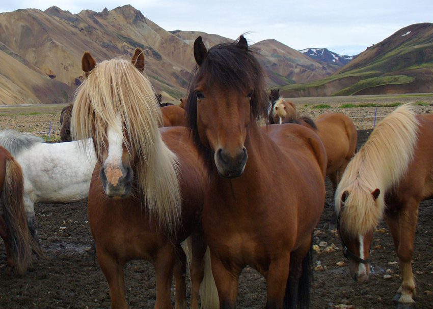 Hella Horse Country