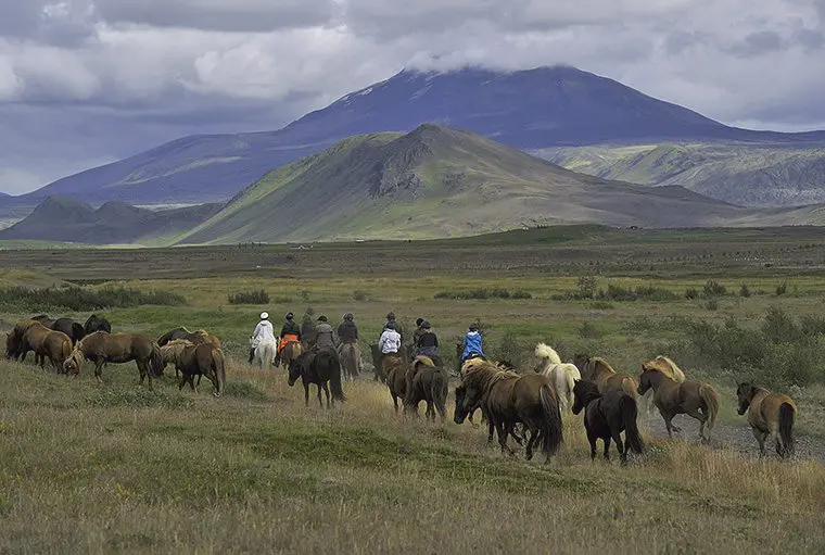 Hella Horse Country