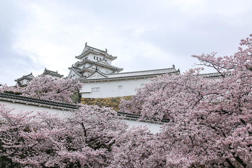 Himeji Castle Cherry Blossoms