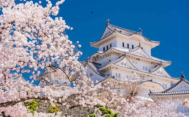 Himeji Castle Cherry Blossoms