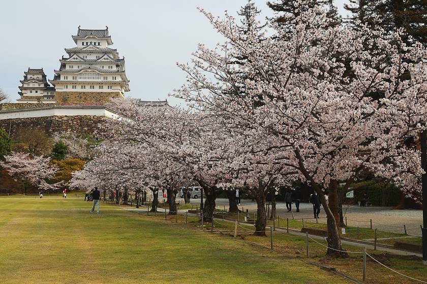 Himeji Castle Cherry Blossoms