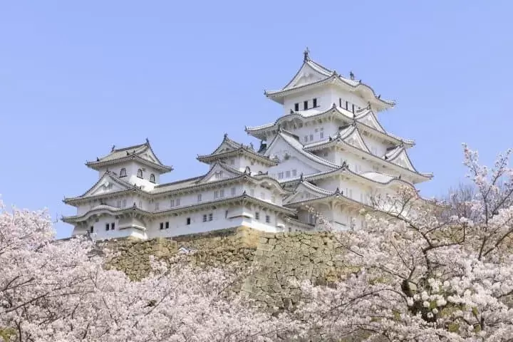 Himeji Castle Cherry Blossoms