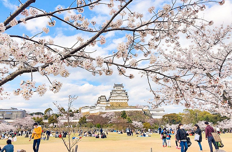 Himeji Castle Cherry Blossoms