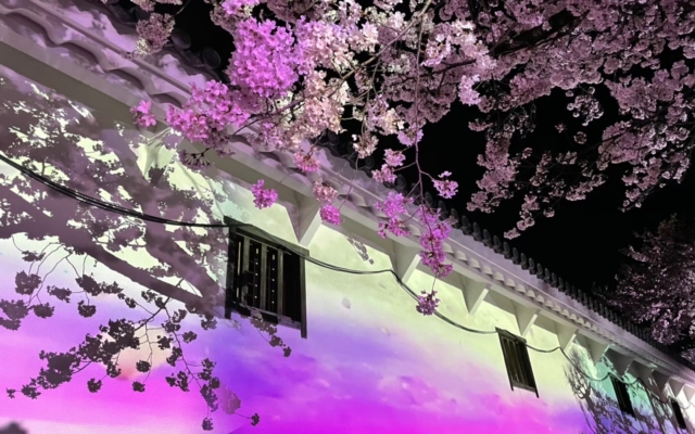 Himeji Castle Night Illumination