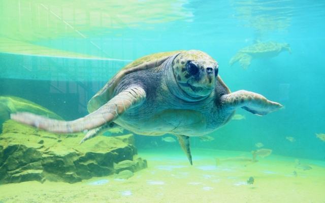 Himeji City Aquarium
