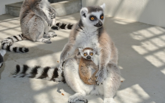 Himeji City Zoo