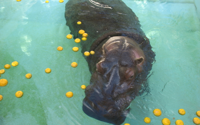 Himeji City Zoo