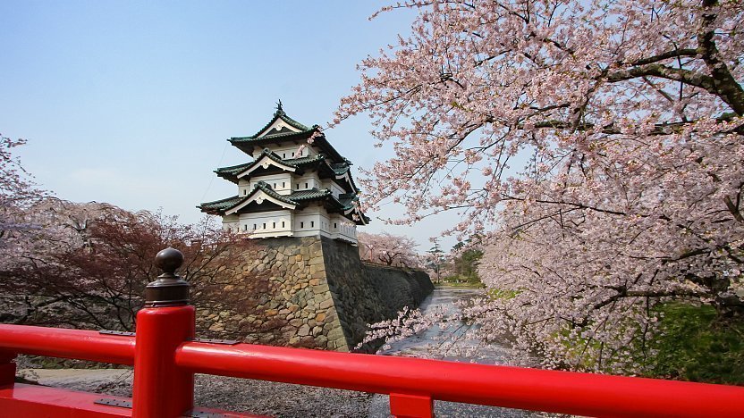 Hirosaki Castle Cherry Blossoms