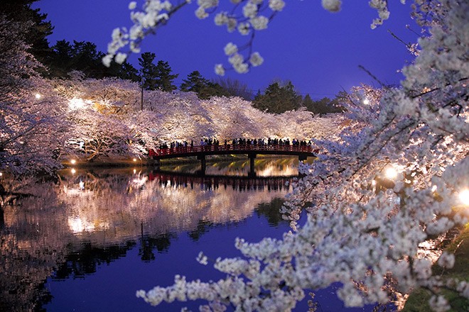 Hirosaki Castle Cherry Blossoms