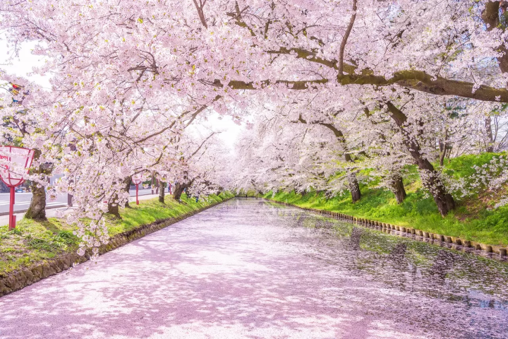 Hirosaki Castle Cherry Blossoms
