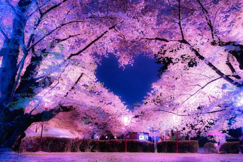 Hirosaki Castle Cherry Blossoms