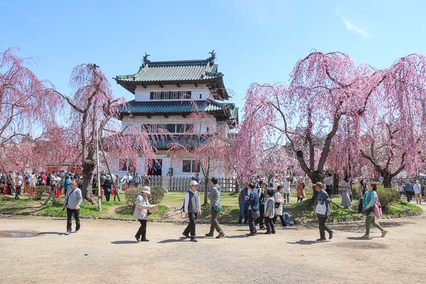 Hirosaki Castle Cherry Blossoms
