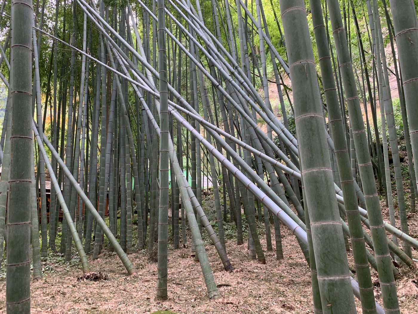 Hokoku-ji Bamboo Temple