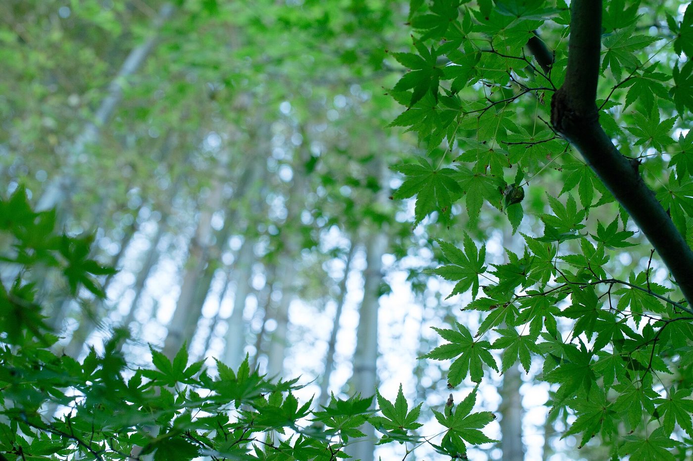 Hokoku-ji Bamboo Temple