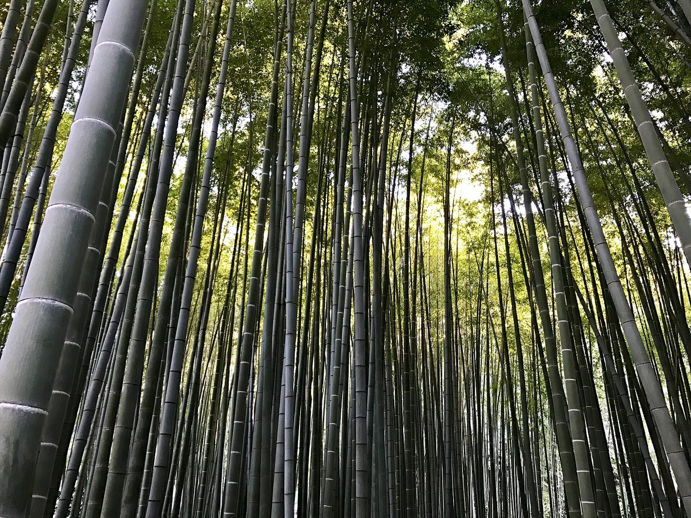 Hokoku-ji Bamboo Temple